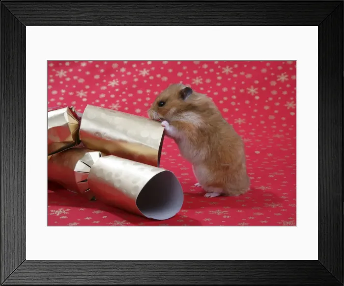 Framed Print : Syrian Hamster with Christmas crackers Framed Print : Syrian Hamster with Christmas crackers