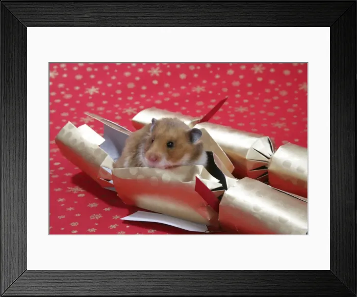Framed Print : Syrian Hamster in Christmas cracker Framed Print : Syrian Hamster in Christmas cracker