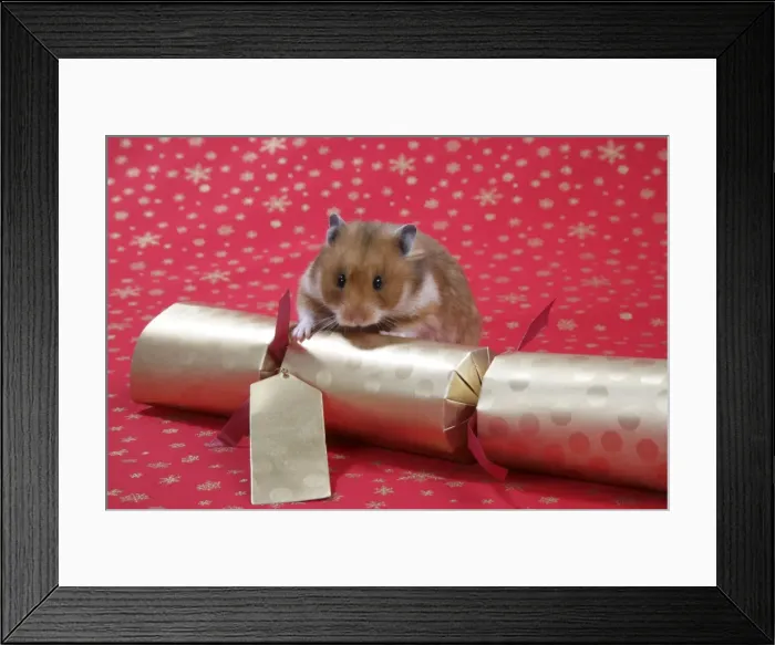 Framed Print : Syrian Hamster with Christmas cracker Framed Print : Syrian Hamster with Christmas cracker