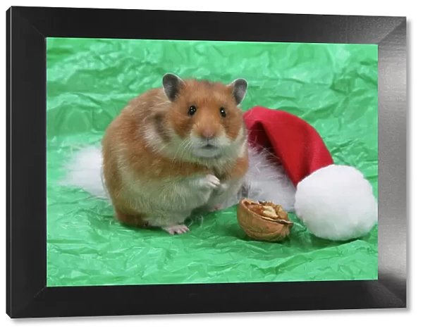Syrian Hamster with Christmas hat & walnut