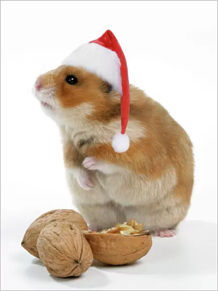 Syrian Hamster with walnuts and Christmas hats
