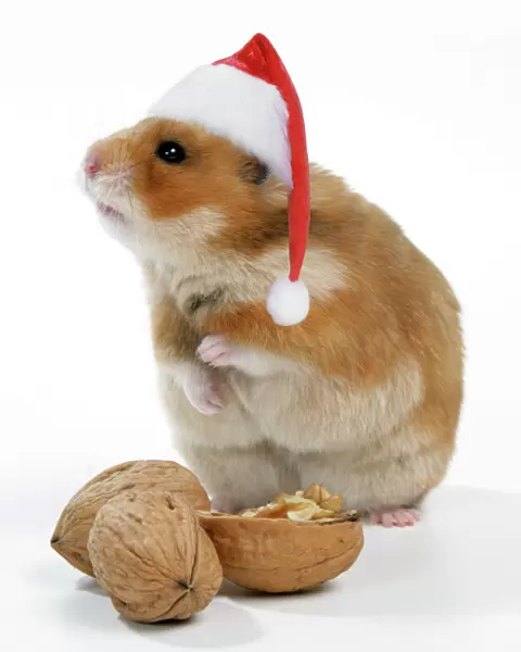 Syrian Hamster with walnuts and Christmas hats