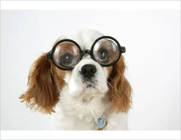 Dog - Cavalier King Charles Spaniel wearing joke magnifying glasses