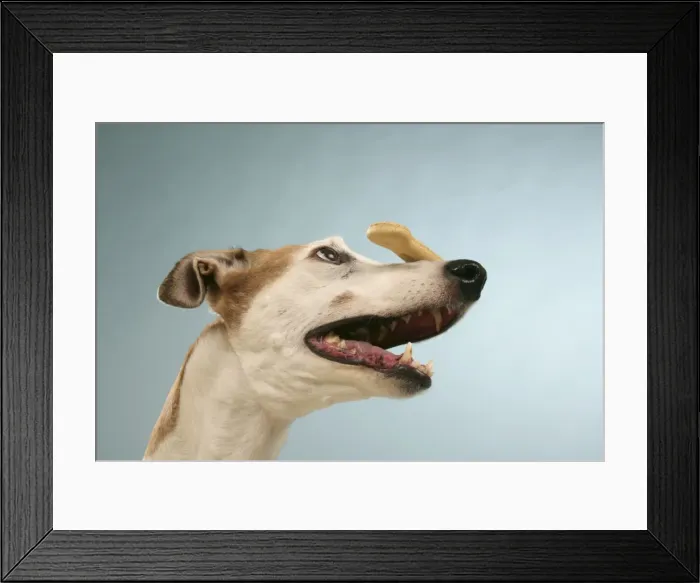 Framed Print : Dog - Greyhound with biscuit balanced on his nose Framed Print : Dog - Greyhound with biscuit balanced on his nose