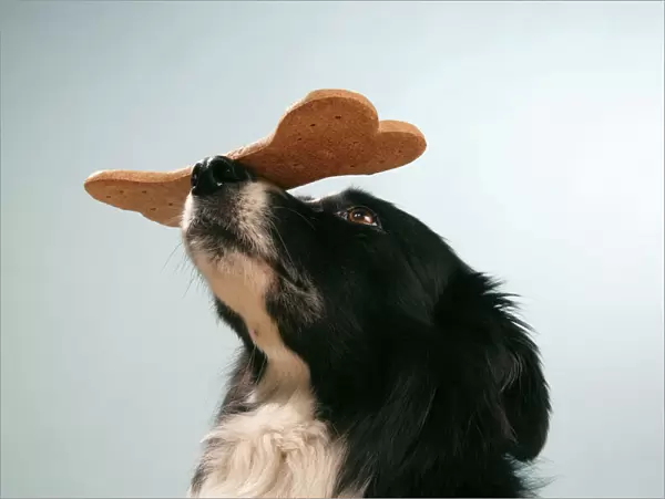 Dog - Border collie with large biscuit on his nose