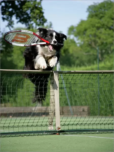 Dog - Border collie jumping over tennis net with racquet in mouth