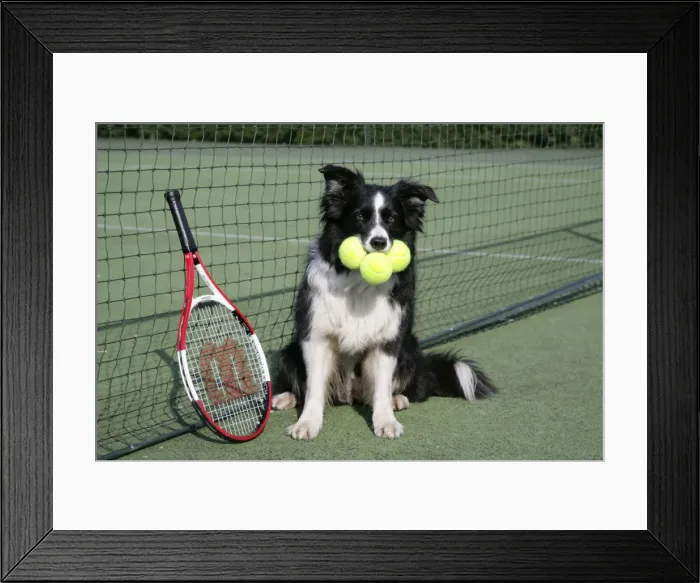 Framed Print : Dog - Border collie with tennis balls on court Framed Print : Dog - Border collie with tennis balls on court