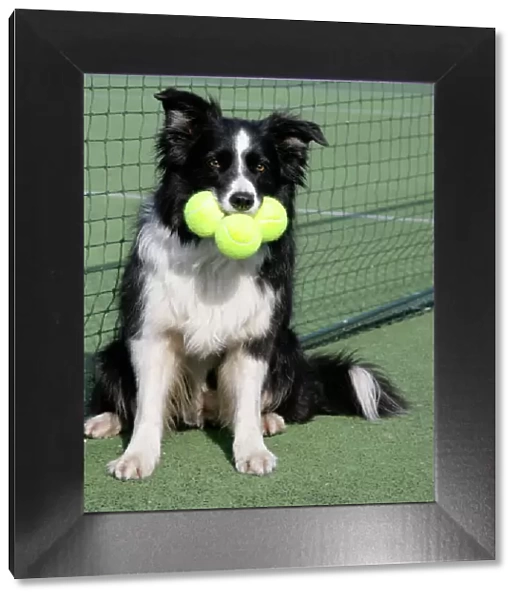 Dog - Border collie with tennis balls on court