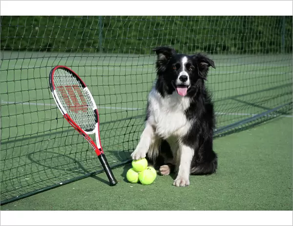 Dog - Border collie with tennis balls on court