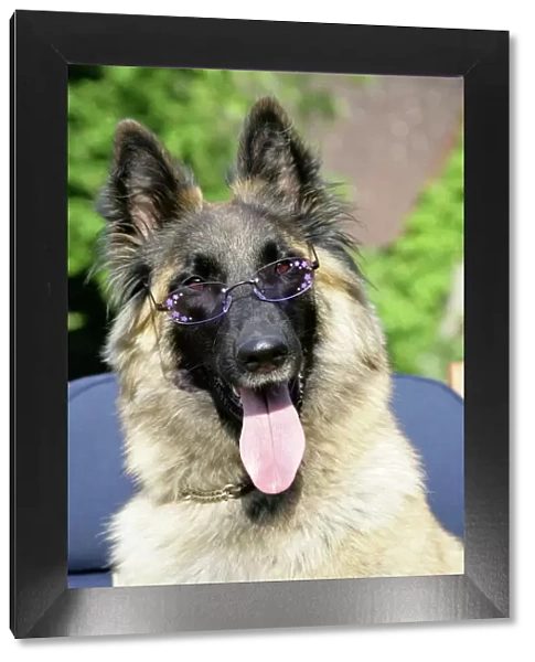 Belgian shepherd dog wearing purple glasses