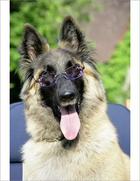 Belgian shepherd dog wearing purple glasses