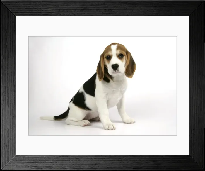 Framed Print : Dog - Beagle Puppy sitting down Framed Print : Dog - Beagle Puppy sitting down