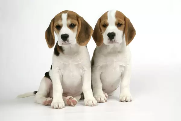 Dog - Beagle Puppies sitting down
