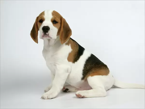 Dog - Beagle Puppy sitting down