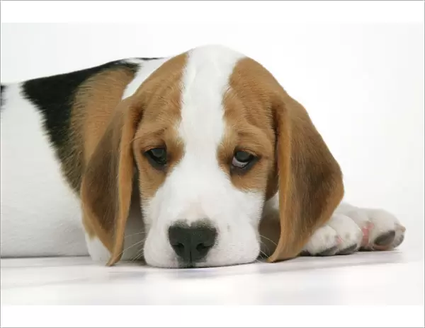 Dog - Beagle Puppy lying down