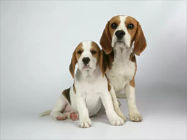 Dog - Beagle Mother and Puppy sitting down