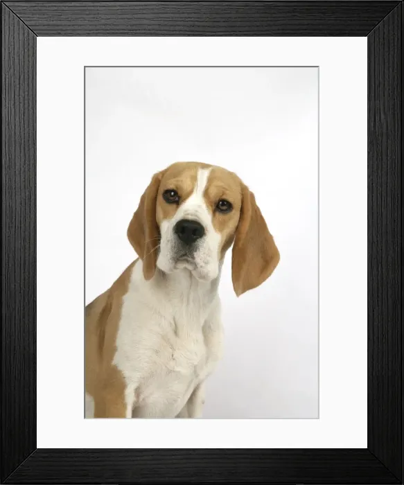 Framed Print : Dog - Beagle Puppy sitting down Framed Print : Dog - Beagle Puppy sitting down