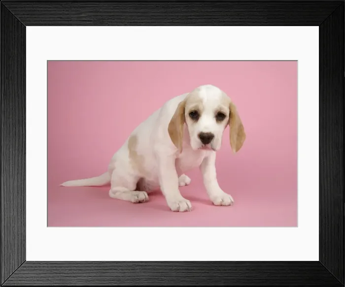 Framed Print : Dog - Beagle Puppy sitting down Framed Print : Dog - Beagle Puppy sitting down