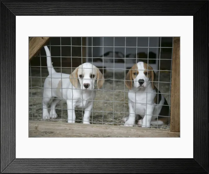 Framed Print : Dog - Beagle Puppies behind wire fence Framed Print : Dog - Beagle Puppies behind wire fence