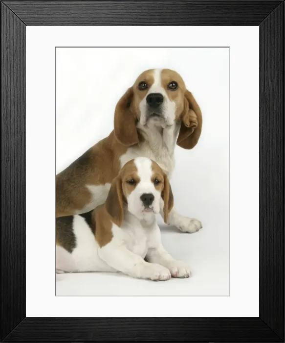 Framed Print : Dog - Beagle Mother and Puppy lying down Framed Print : Dog - Beagle Mother and Puppy lying down