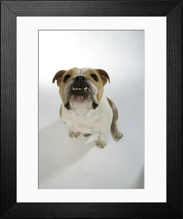 Framed Print : Bulldog - female sitting down Framed Print : Bulldog - female sitting down