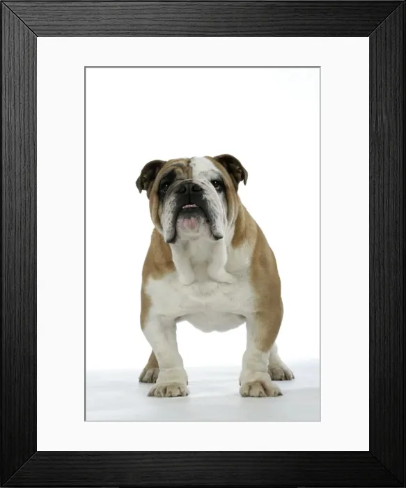 Framed Print : Bulldog - male standing up Framed Print : Bulldog - male standing up