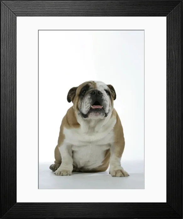 Framed Print : Bulldog - male sitting down