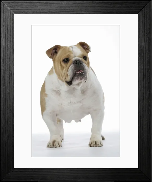 Framed Print : Bulldog - female standing up Framed Print : Bulldog - female standing up
