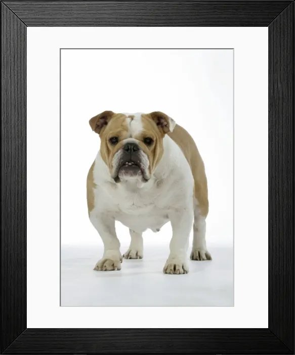Framed Print : Bulldog - female standing up