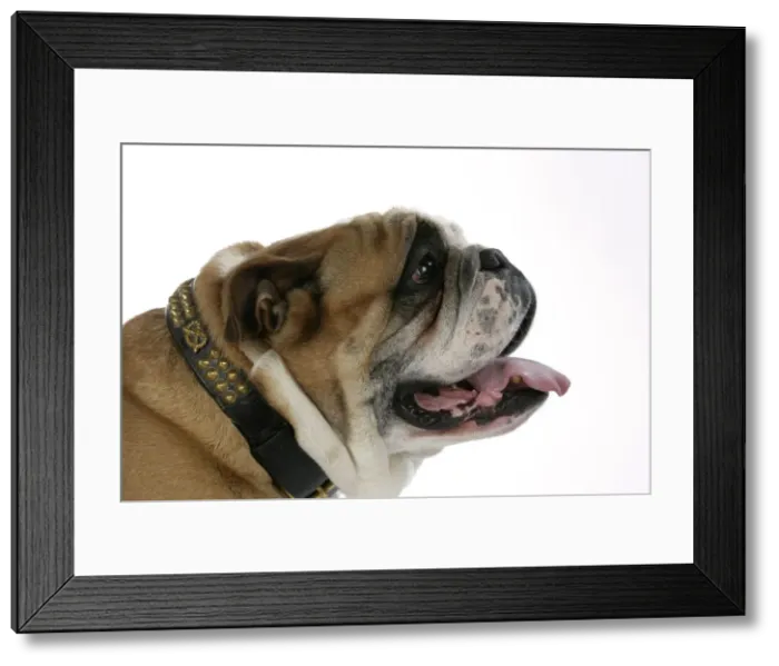 Framed Print : Bulldog - male panting Framed Print : Bulldog - male panting