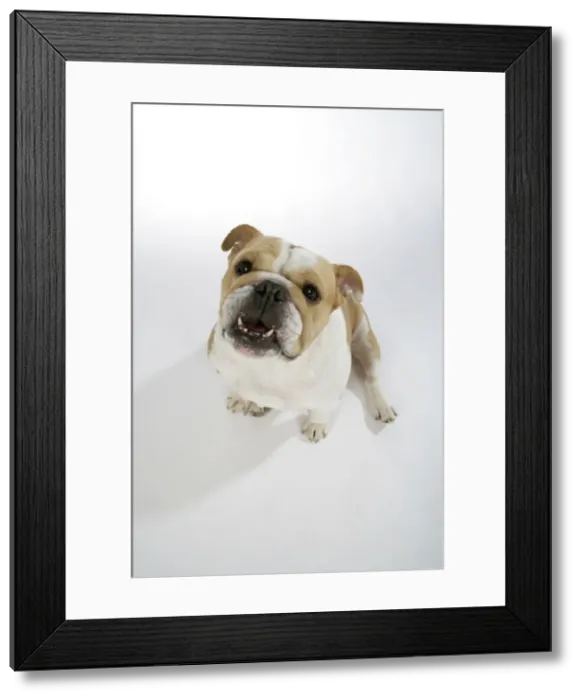 Framed Print : Bulldog - female sitting down, looking up Framed Print : Bulldog - female sitting down, looking up