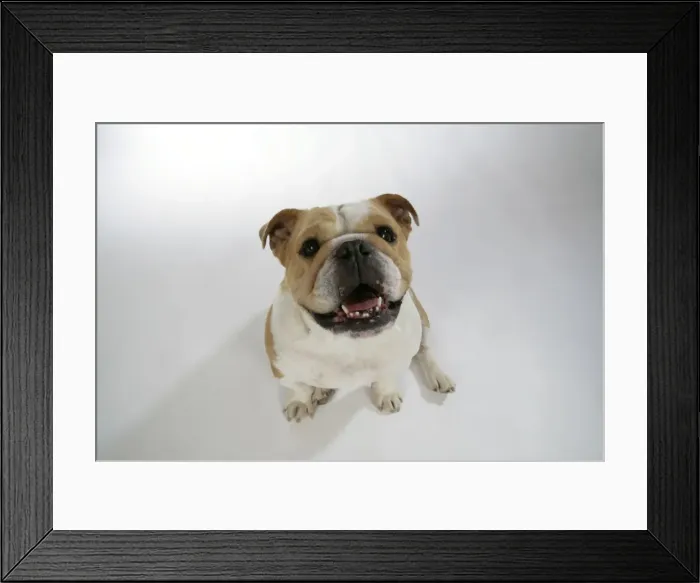 Framed Print : Bulldog - female sitting down looking up Framed Print : Bulldog - female sitting down looking up
