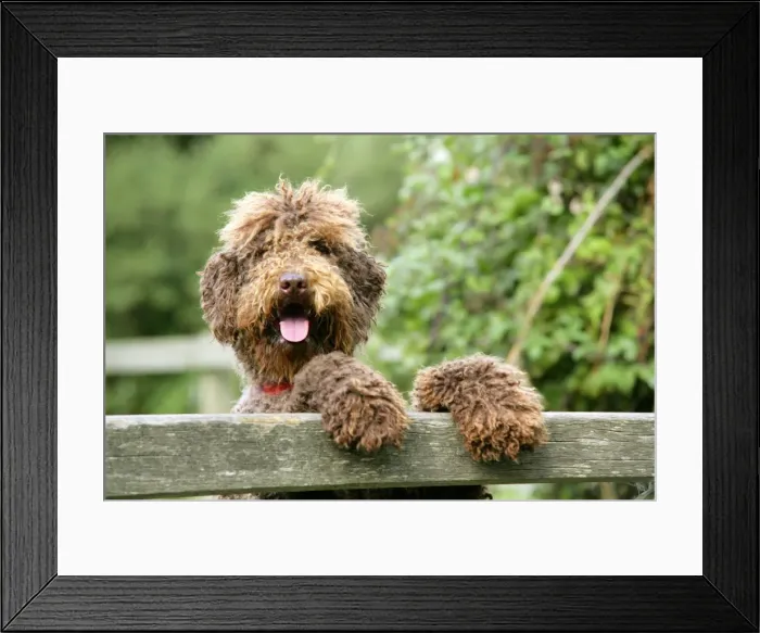 Framed Print : Dog - Brown Labradoodle with front paws on gate. With tongue sticking out Framed Print : Dog - Brown Labradoodle with front paws on gate. With tongue sticking out