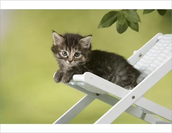 Cat - Kitten sitting on deck chair