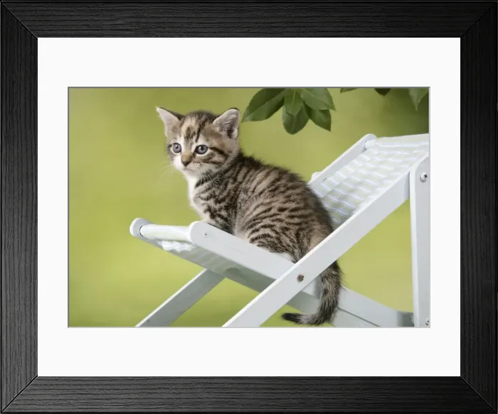 Framed Print : Cat - Kitten sitting on deck chair Framed Print : Cat - Kitten sitting on deck chair