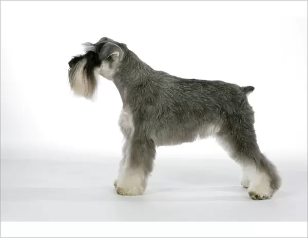Dog - Miniature Schnauzer. Side view
