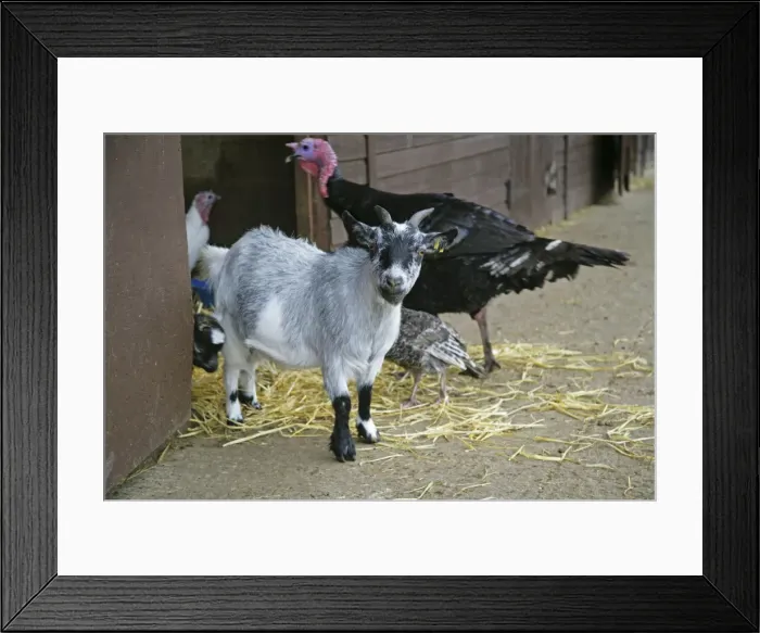 Framed Print : Pygmy Goat in farm yard Framed Print : Pygmy Goat in farm yard