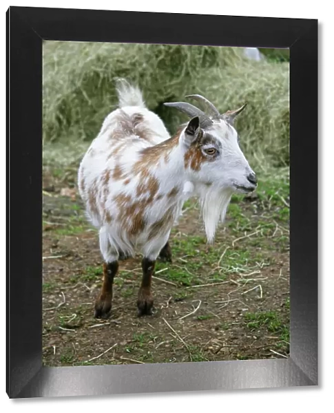 Pygmy Goat in farm yard