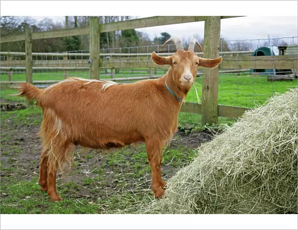 Golden Guernsey Goat eating hay