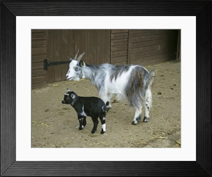 Framed Print : Pygmy Goat & kid in farm yard Framed Print : Pygmy Goat & kid in farm yard