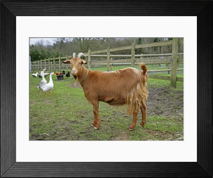 Framed Print : Golden Guernsey Goat in farm yard Framed Print : Golden Guernsey Goat in farm yard