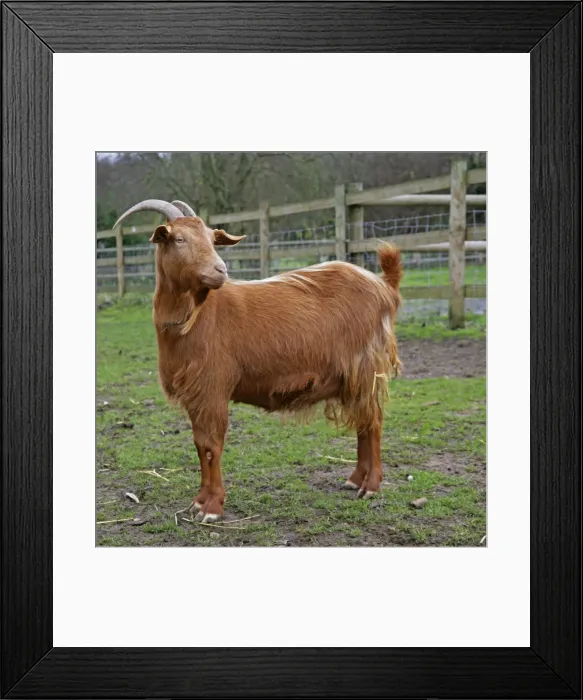 Framed Print : Golden Guernsey Goat in farm yard Framed Print : Golden Guernsey Goat in farm yard