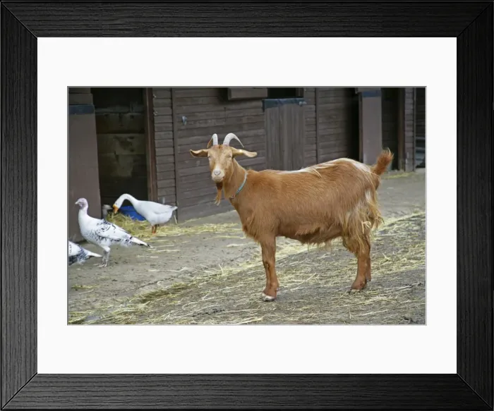 Framed Print : Golden Guernsey Goat in farm yard