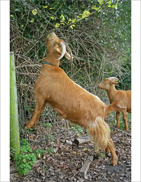 Golden Guernsey Goat stretching up to eat leaves