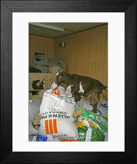 Framed Print : Pygmy Goats in the food store Framed Print : Pygmy Goats in the food store