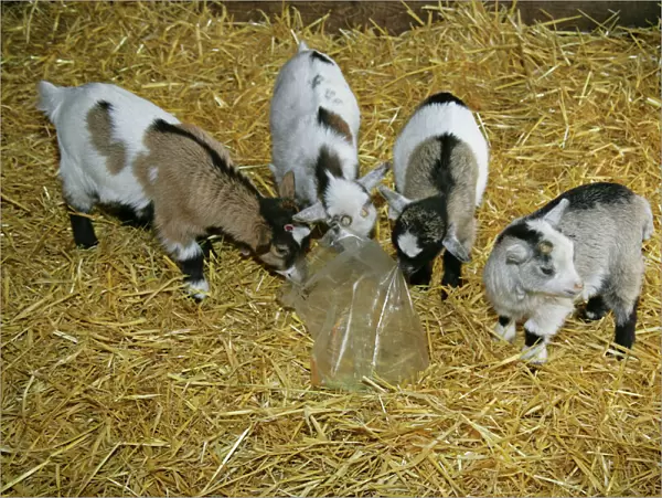 Pygmy Goat kids investigating a polythene bag