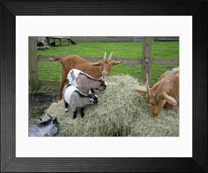 Framed Print : Pygmy and Golden Guernsey Goats eating hay Framed Print : Pygmy and Golden Guernsey Goats eating hay