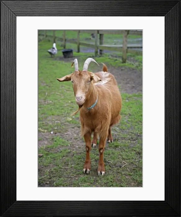 Framed Print : Golden Guernsey Goat in farm yard Framed Print : Golden Guernsey Goat in farm yard