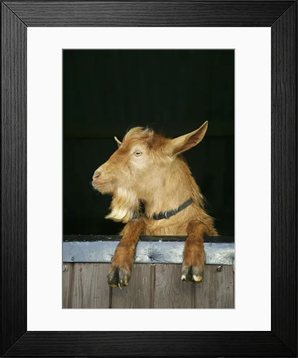 Framed Print : Golden Guernsey Goat looking over stable door Framed Print : Golden Guernsey Goat looking over stable door