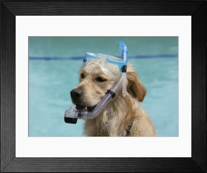 Framed Print : Dog - Golden retriever wearing a snorkel Framed Print : Dog - Golden retriever wearing a snorkel